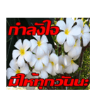 Plumeria of happiness Send cheereveryday（個別スタンプ：5）