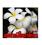 Plumeria of happiness Send cheereveryday（個別スタンプ：6）