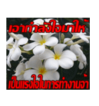 Plumeria of happiness Send cheereveryday（個別スタンプ：7）