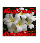 Plumeria of happiness Send cheereveryday（個別スタンプ：8）