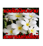 Plumeria of happiness Send cheereveryday（個別スタンプ：9）