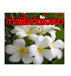 Plumeria of happiness Send cheereveryday（個別スタンプ：10）