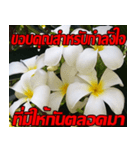 Plumeria of happiness Send cheereveryday（個別スタンプ：11）