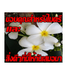 Plumeria of happiness Send cheereveryday（個別スタンプ：12）