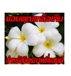 Plumeria of happiness Send cheereveryday（個別スタンプ：13）