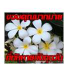 Plumeria of happiness Send cheereveryday（個別スタンプ：14）