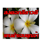 Plumeria of happiness Send cheereveryday（個別スタンプ：15）