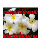 Plumeria of happiness Send cheereveryday（個別スタンプ：16）