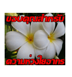 Plumeria of happiness Send cheereveryday（個別スタンプ：17）