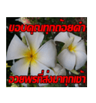 Plumeria of happiness Send cheereveryday（個別スタンプ：18）