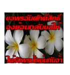 Plumeria of happiness Send cheereveryday（個別スタンプ：19）