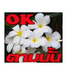 Plumeria of happiness Send cheereveryday（個別スタンプ：20）