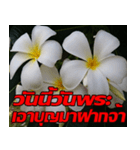 Plumeria of happiness Send cheereveryday（個別スタンプ：21）