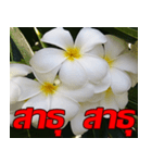 Plumeria of happiness Send cheereveryday（個別スタンプ：22）