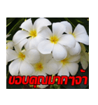 Plumeria of happiness Send cheereveryday（個別スタンプ：23）