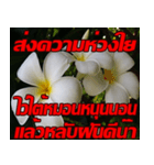 Plumeria of happiness Send cheereveryday（個別スタンプ：24）