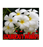 Plumeria of happiness Send cheereveryday（個別スタンプ：25）