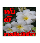 Plumeria of happiness Send cheereveryday（個別スタンプ：26）