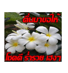 Plumeria of happiness Send cheereveryday（個別スタンプ：27）