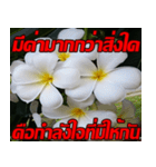 Plumeria of happiness Send cheereveryday（個別スタンプ：28）