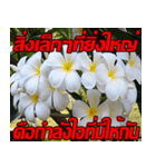 Plumeria of happiness Send cheereveryday（個別スタンプ：29）