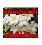 Plumeria of happiness Send cheereveryday（個別スタンプ：30）