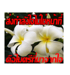 Plumeria of happiness Send cheereveryday（個別スタンプ：31）