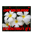 Plumeria of happiness Send cheereveryday（個別スタンプ：32）