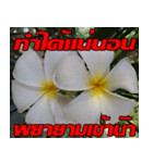 Plumeria of happiness Send cheereveryday（個別スタンプ：33）