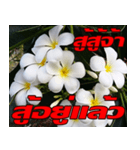 Plumeria of happiness Send cheereveryday（個別スタンプ：34）