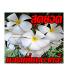 Plumeria of happiness Send cheereveryday（個別スタンプ：36）