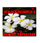 Plumeria of happiness Send cheereveryday（個別スタンプ：37）