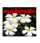 Plumeria of happiness Send cheereveryday（個別スタンプ：38）