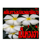 Plumeria of happiness Send cheereveryday（個別スタンプ：39）