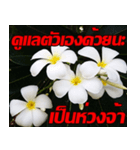 Plumeria of happiness Send cheereveryday（個別スタンプ：40）
