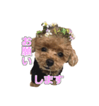 トイプードル ティル 写真ver.3（個別スタンプ：2）