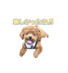 トイプードル ティル 写真ver.3（個別スタンプ：6）