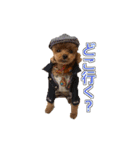 トイプードル ティル 写真ver.3（個別スタンプ：7）