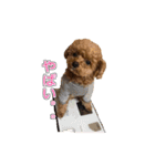 トイプードル ティル 写真ver.3（個別スタンプ：10）