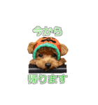 トイプードル ティル 写真ver.3（個別スタンプ：12）
