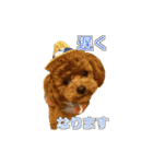 トイプードル ティル 写真ver.3（個別スタンプ：15）