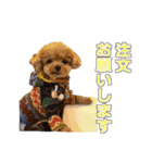 トイプードル ティル 写真ver.3（個別スタンプ：16）