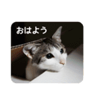 猫のトラッシュちゃん（個別スタンプ：2）
