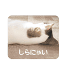 猫のトラッシュちゃん（個別スタンプ：24）