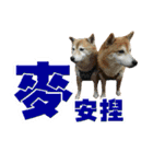 Shibainu's talk（個別スタンプ：2）