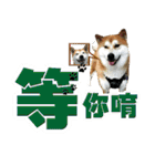 Shibainu's talk（個別スタンプ：4）