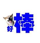 Shibainu's talk（個別スタンプ：5）