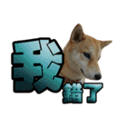 Shibainu's talk（個別スタンプ：6）