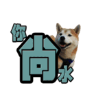 Shibainu's talk（個別スタンプ：8）