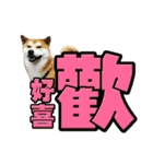 Shibainu's talk（個別スタンプ：9）